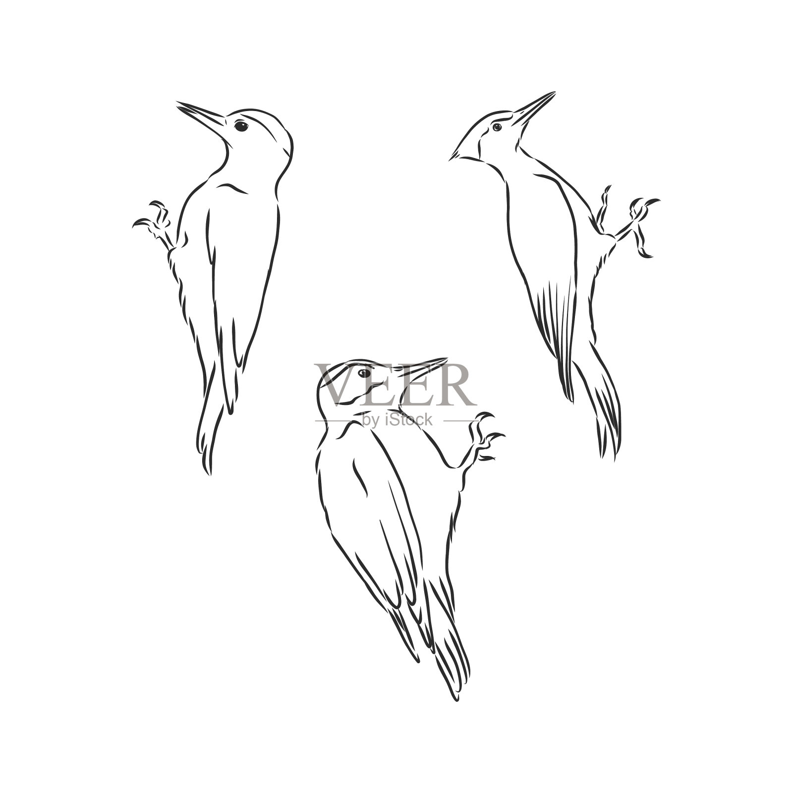 老树枝上的啄木鸟插画图片素材