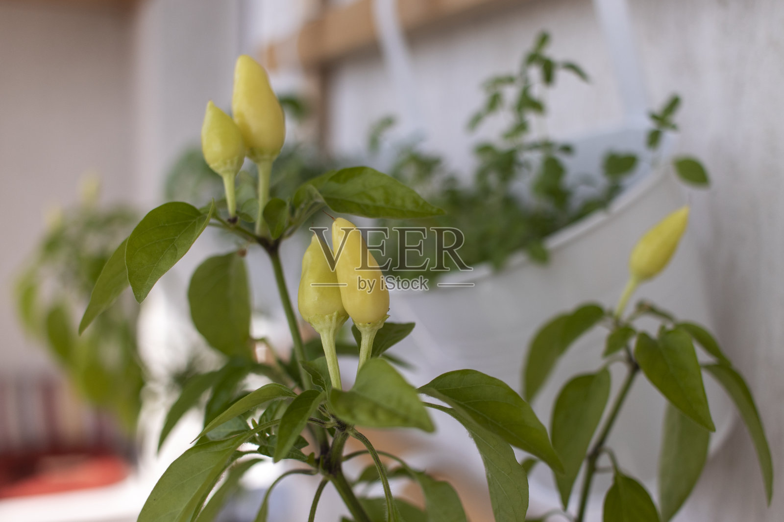 在家里种植辣椒。照片摄影图片