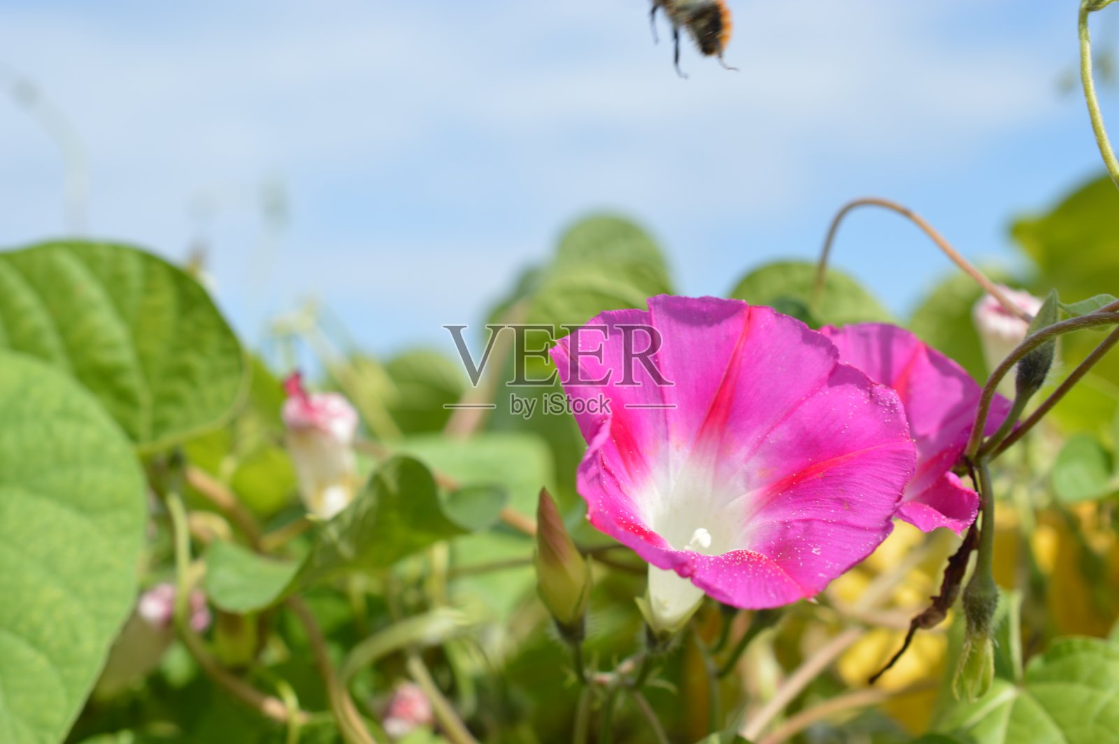 花的微距照片摄影图片