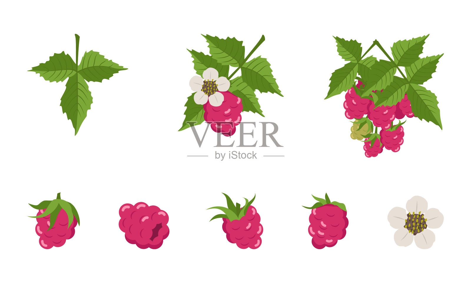 树莓，有叶和花插画图片素材