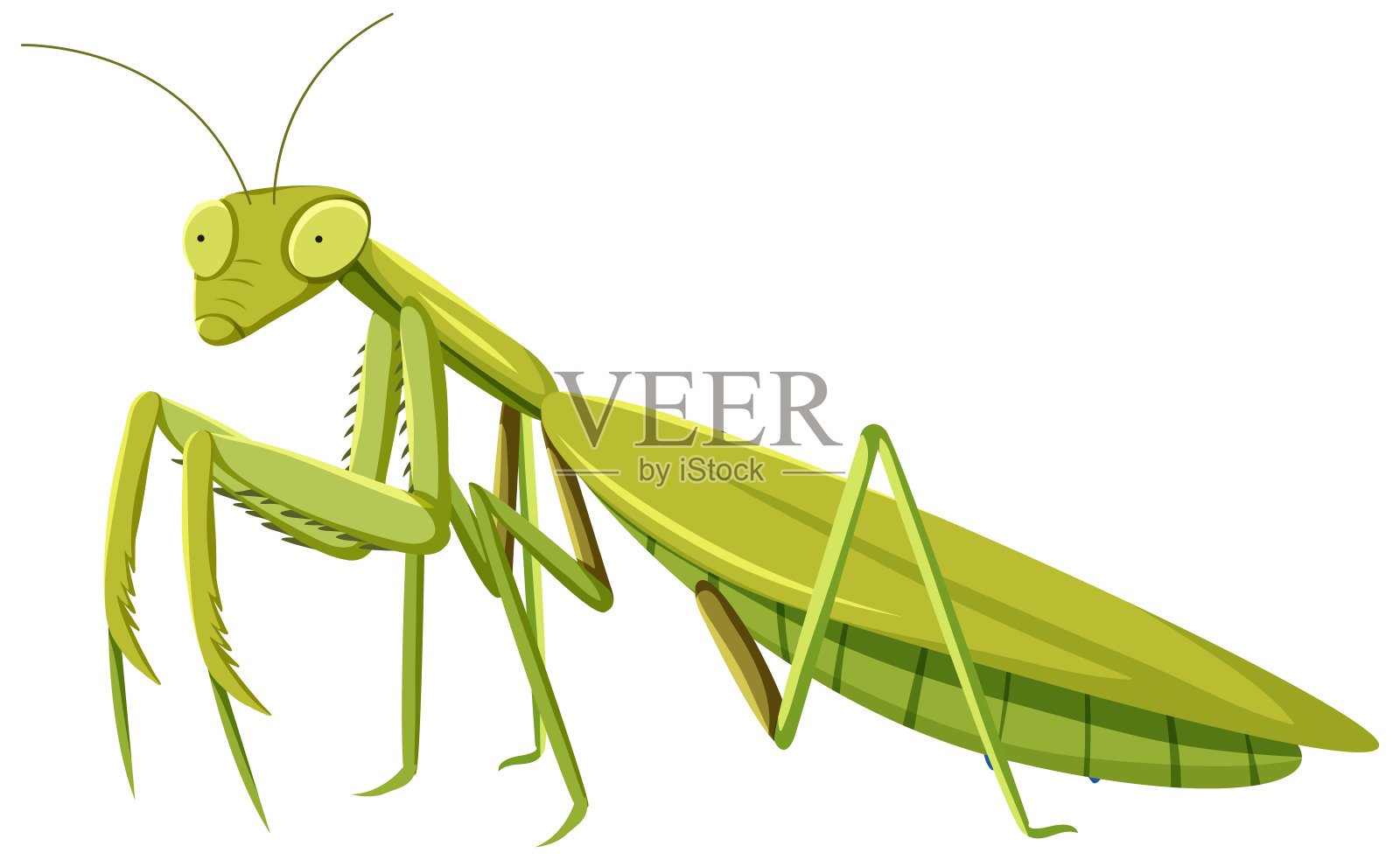 螳螂卡通风格孤立在白色背景插画图片素材