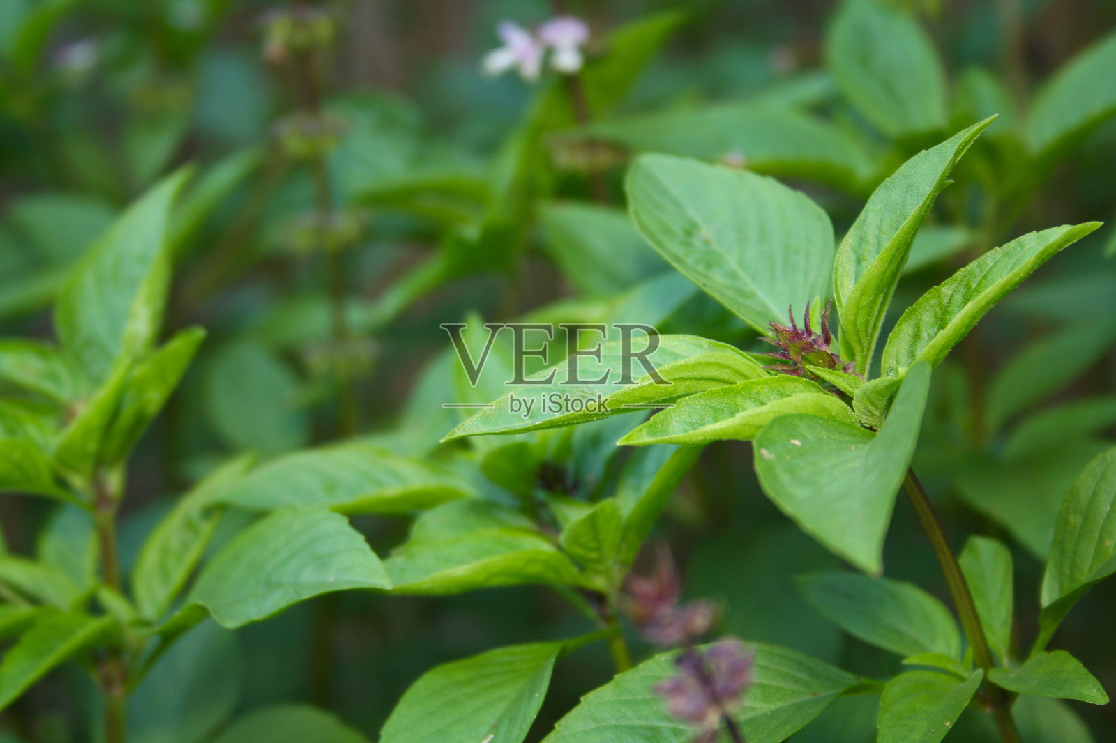 泰国罗勒在有机花园新鲜食品概念照片摄影图片