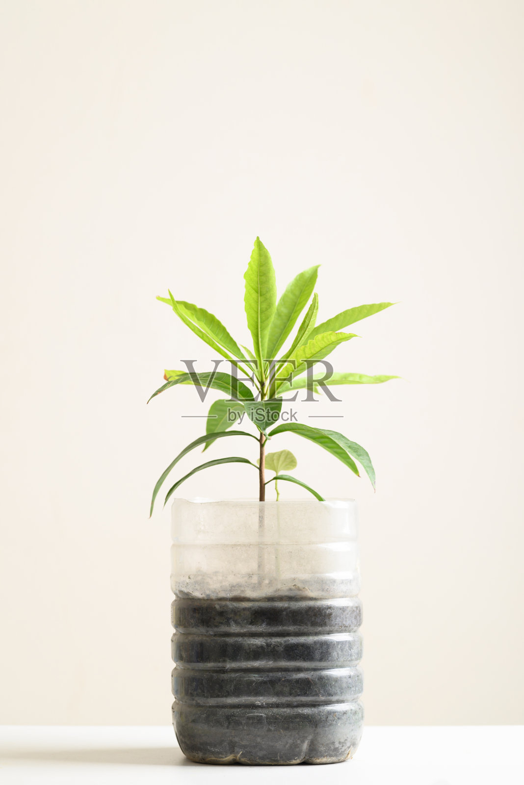 塑料瓶装水DIY种植蔬菜植物照片摄影图片