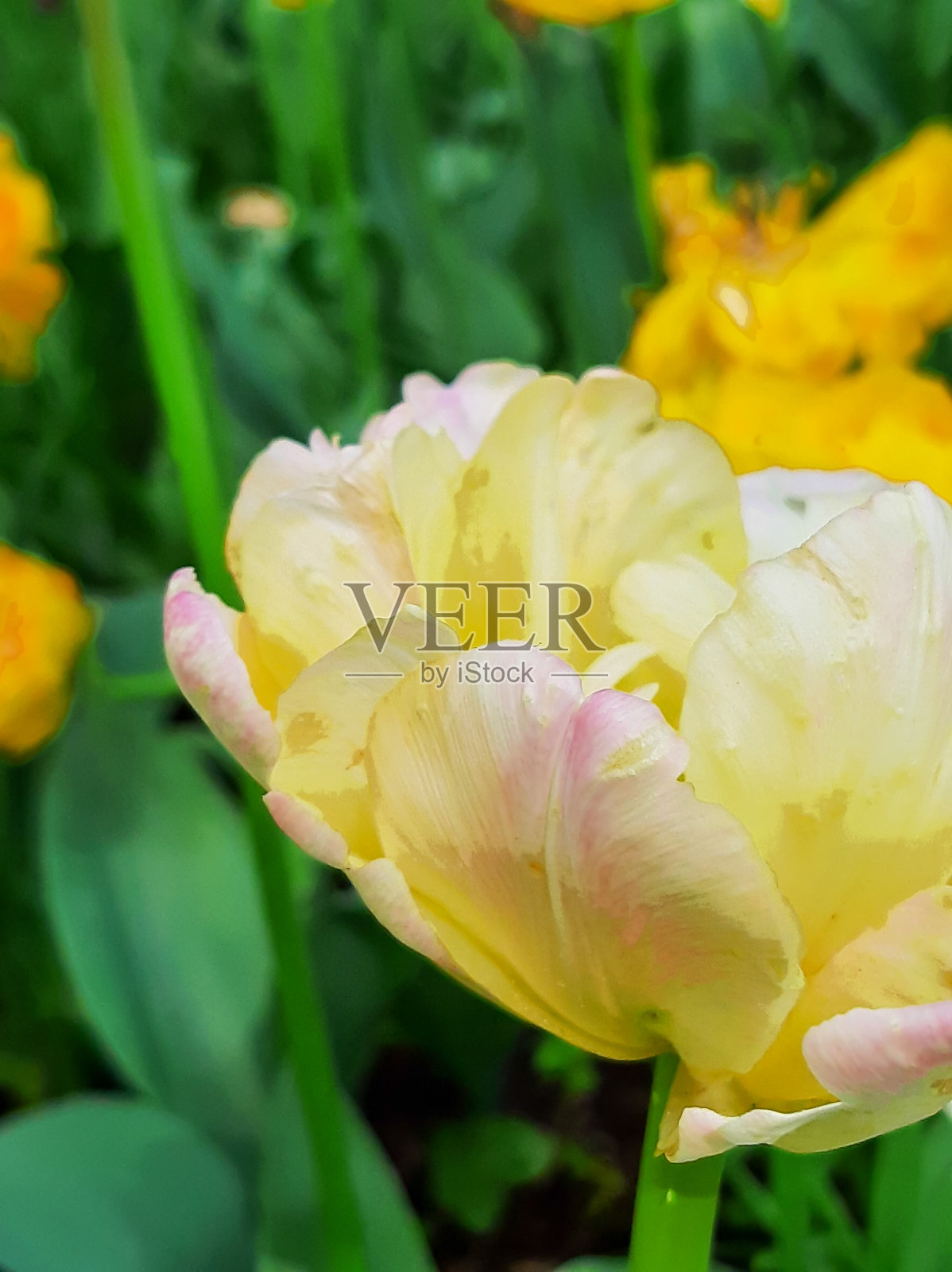 晴朗的一天，公园里的淡黄色郁金香照片摄影图片