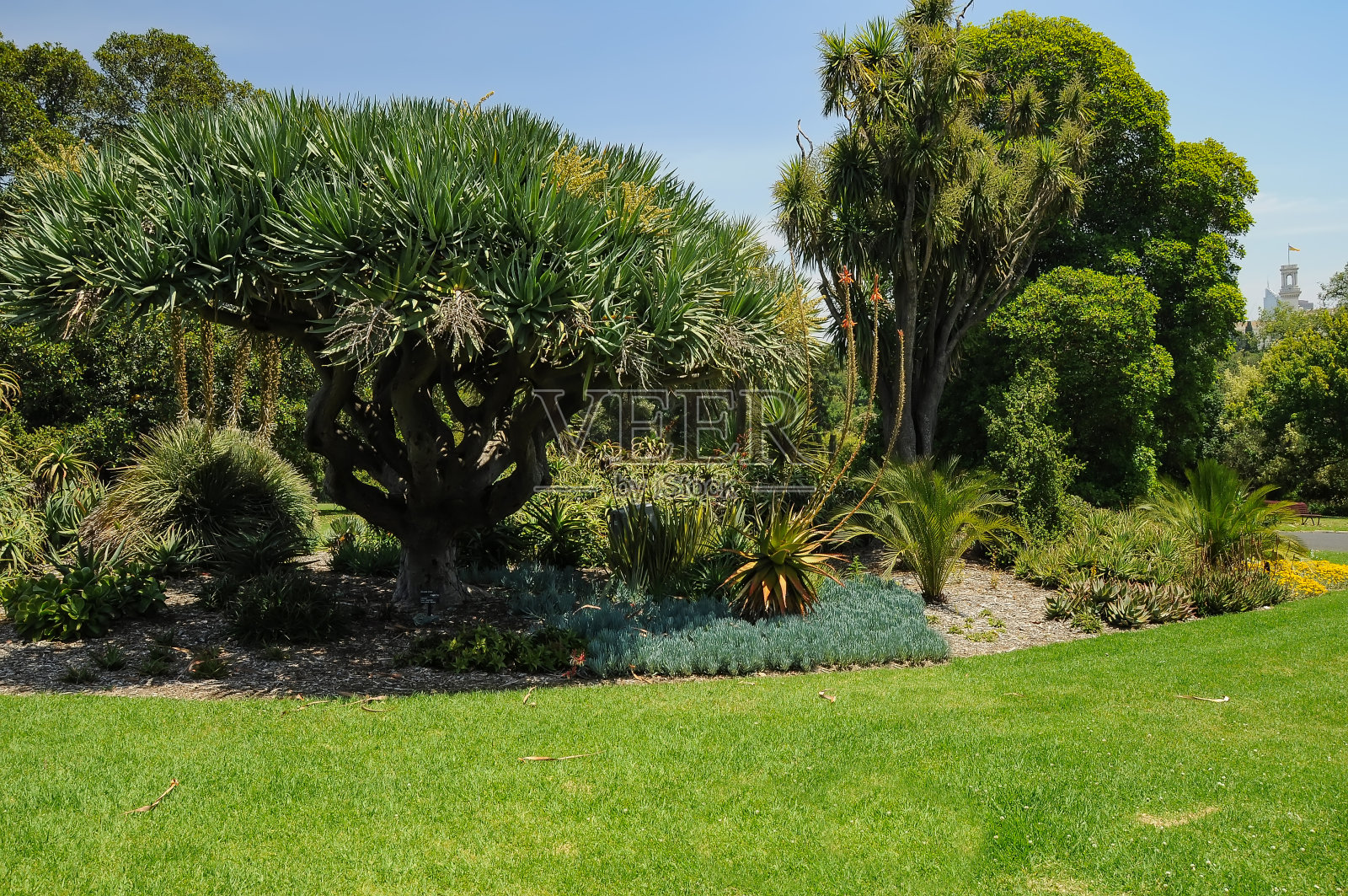 墨尔本公园的整洁和美丽照片摄影图片