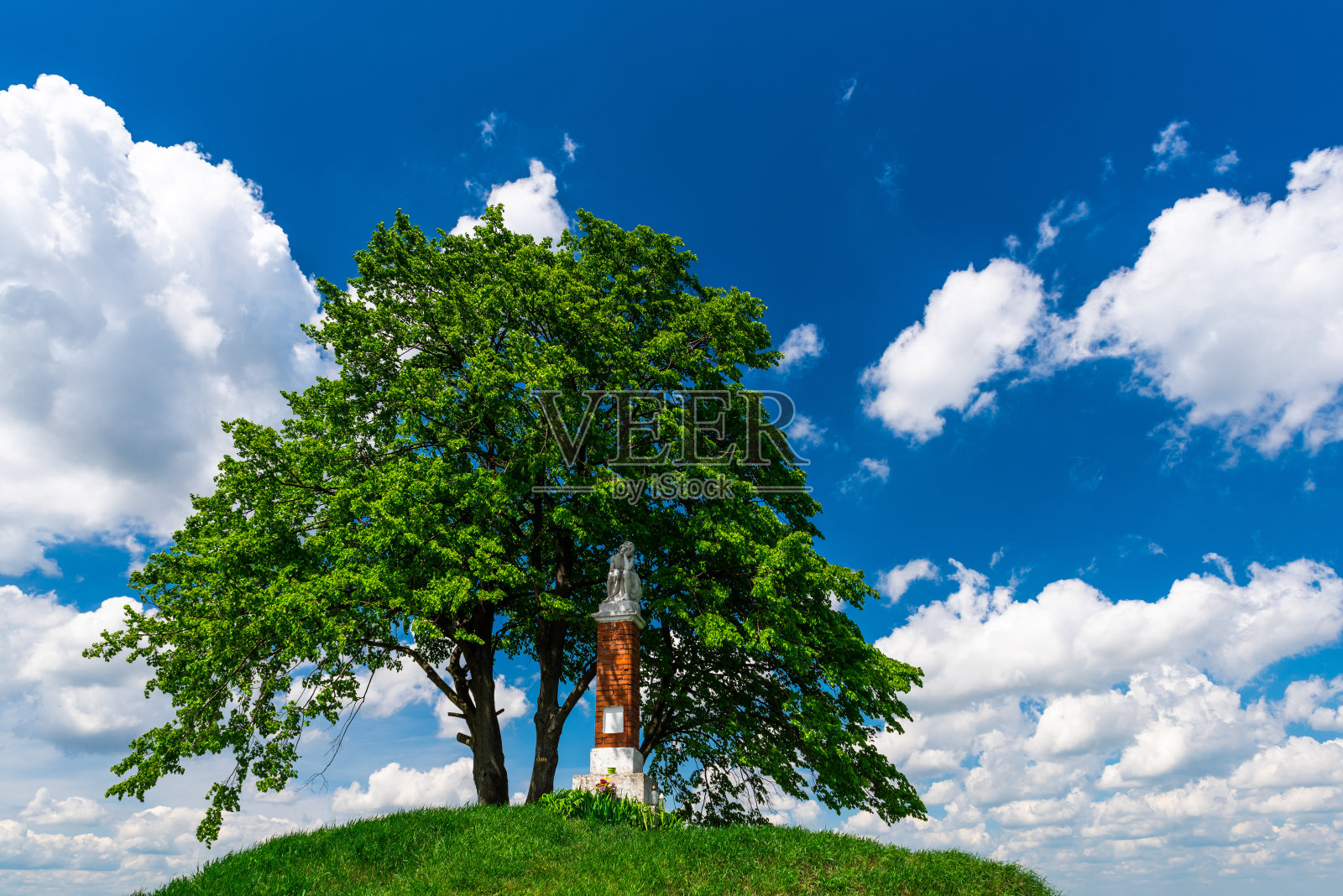 山顶上孤独的树。夏天阳光灿烂的日子。鲜艳的色彩和蓝天白云照片摄影图片