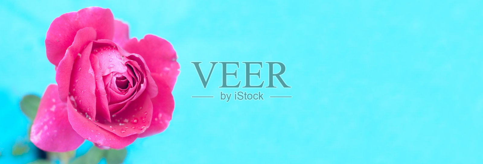 旗帜与紫色新鲜玫瑰滴在花瓣上，在绿松石背景，选择性的焦点。照片摄影图片