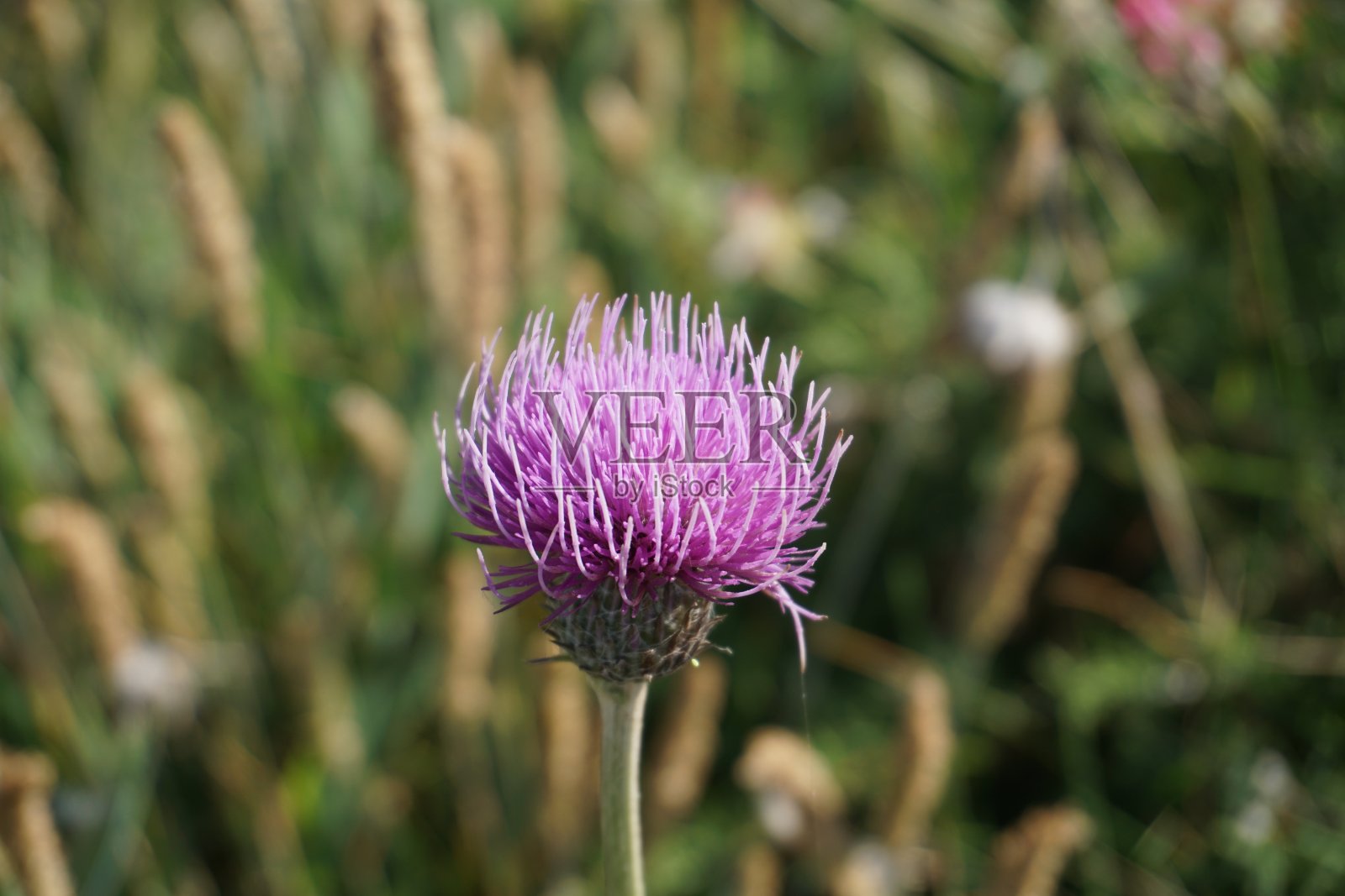 蓟花照片摄影图片