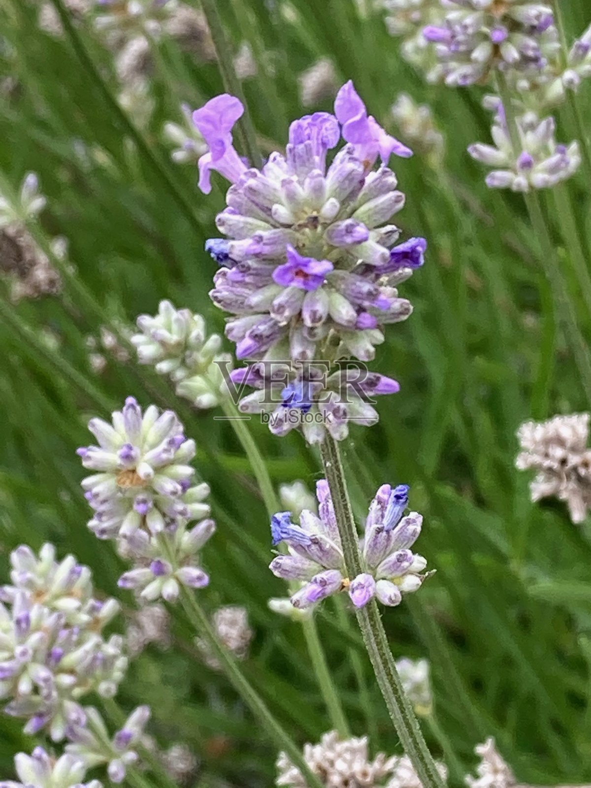 剑桥郡圣艾夫斯附近的薰衣草照片摄影图片