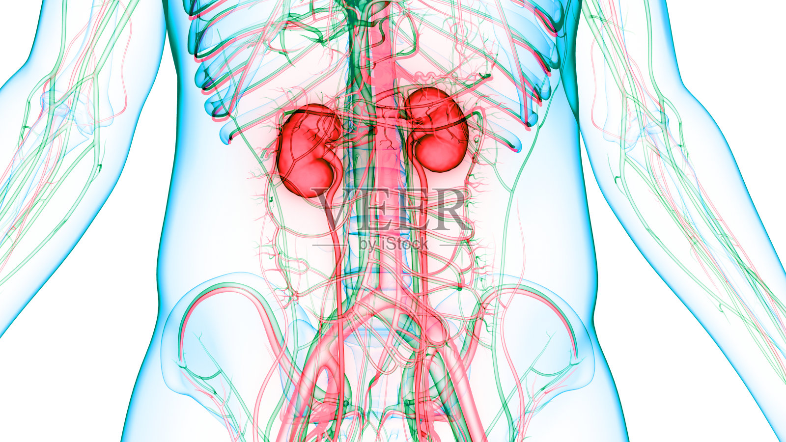 人体泌尿系统肾脏与膀胱解剖学照片摄影图片