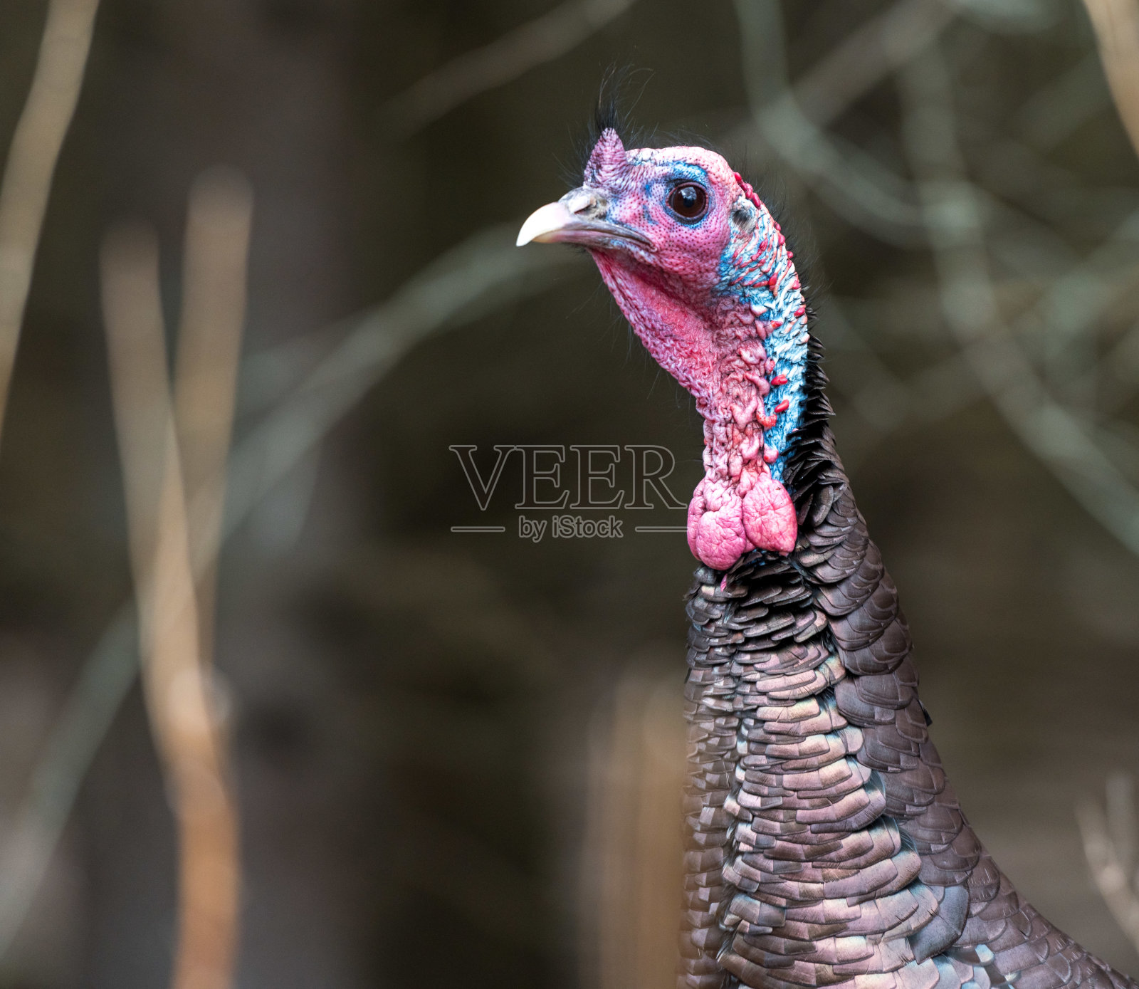 一只野生火鸡的肖像照片摄影图片