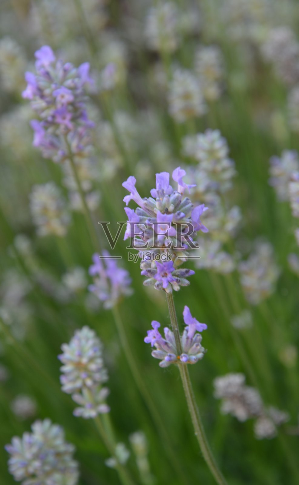 薰衣草香水，薰衣草香水，薰衣草香水照片摄影图片