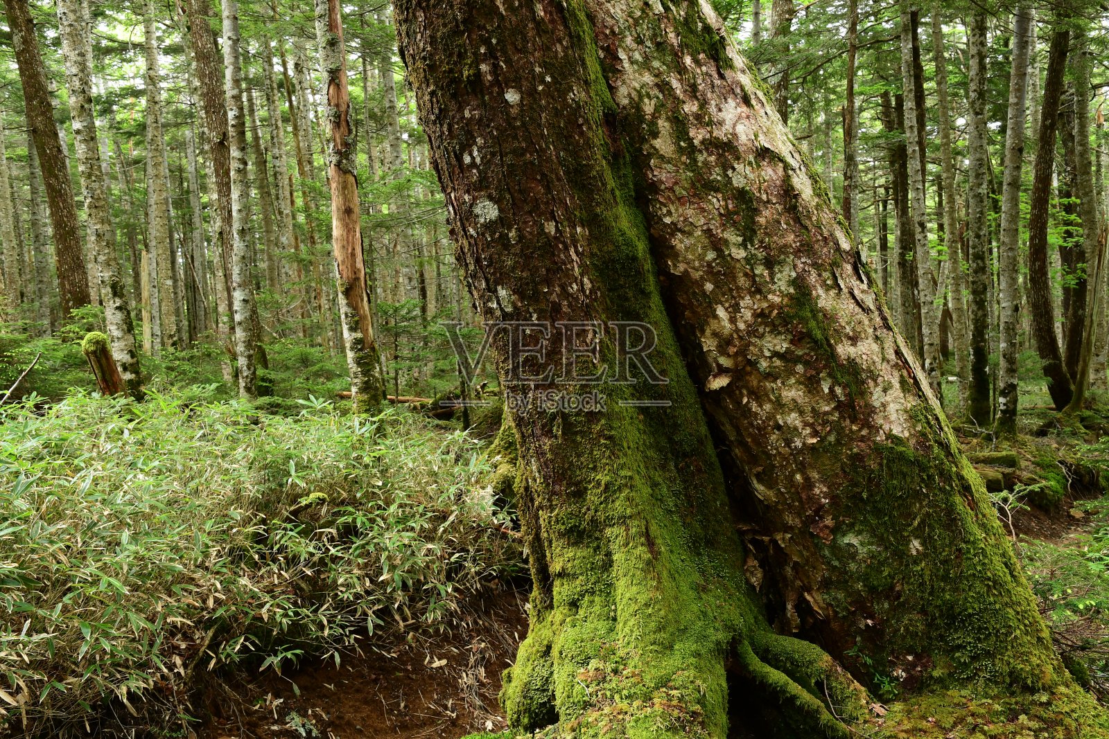 青苔覆盖着绿色森林中的树木。照片摄影图片