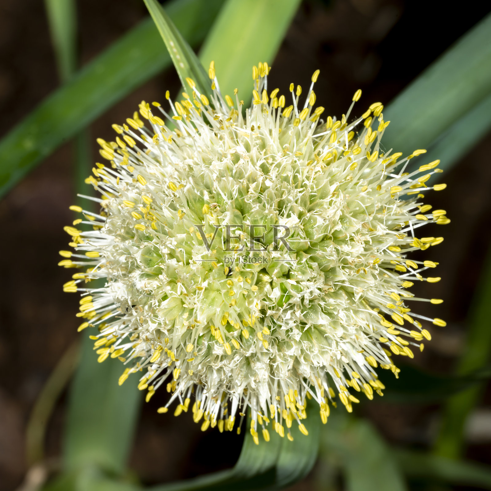 一个圆形的可食用的洋葱花和露珠的细节视图照片摄影图片