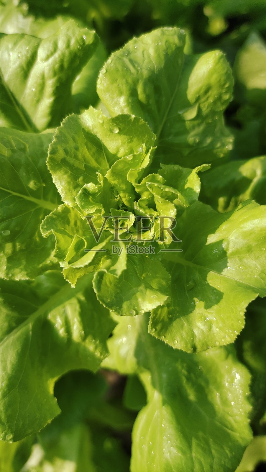 飞行照片摄影图片