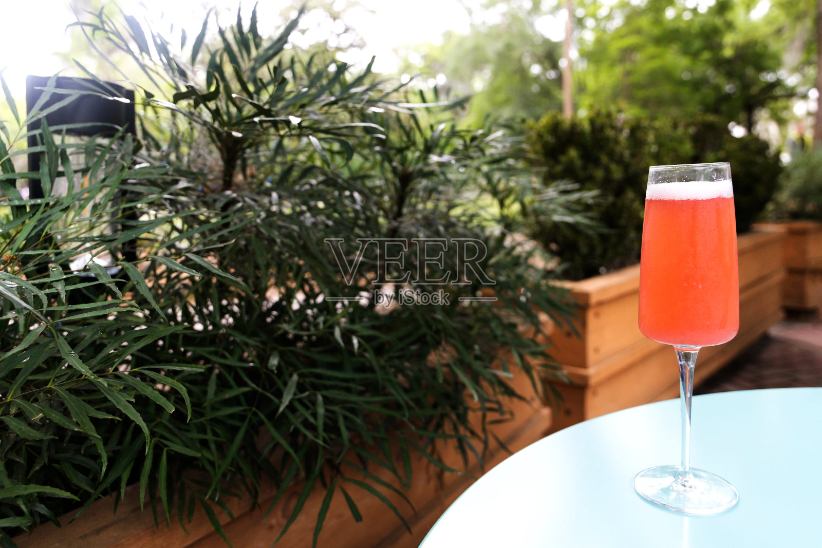 草莓含羞草坐在餐厅外面的餐桌上，与绿色的灌木一起享用早午餐照片摄影图片