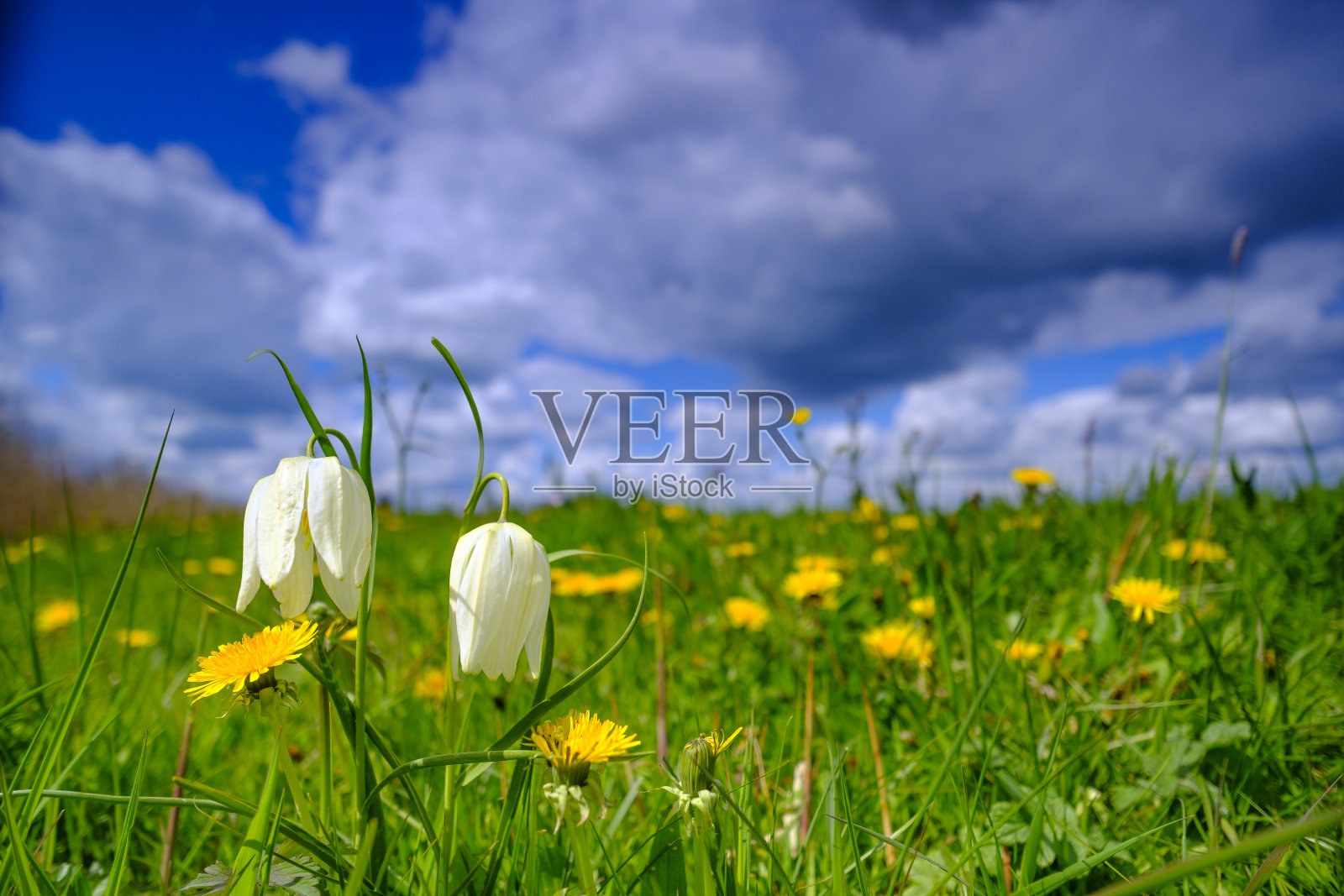 蛇头贝母(贝母)在一个美丽的春天的一天在草地上照片摄影图片