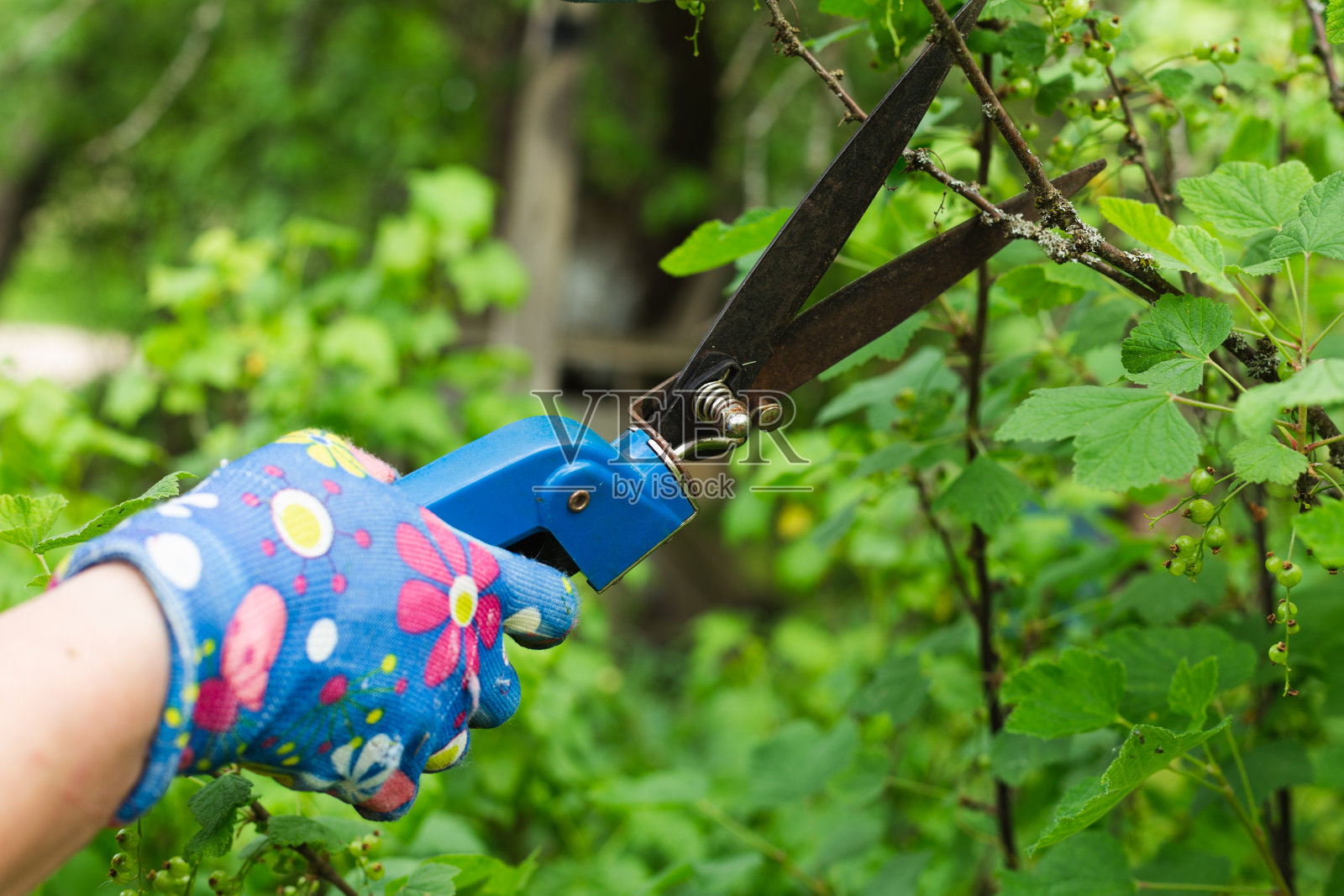 戴着剪刀的园丁的手照片摄影图片
