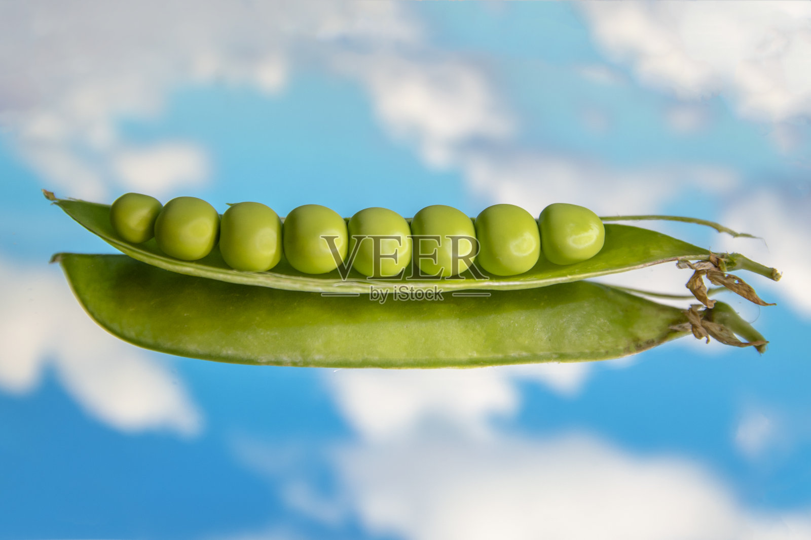 新鲜的豌豆照片摄影图片