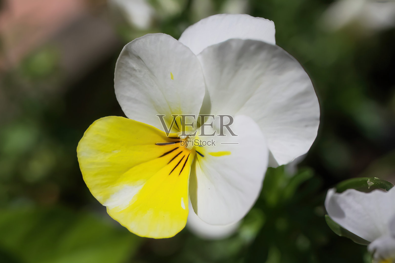 近距离观察孤立的白紫蓝堇菜(viola cornuta)花照片摄影图片