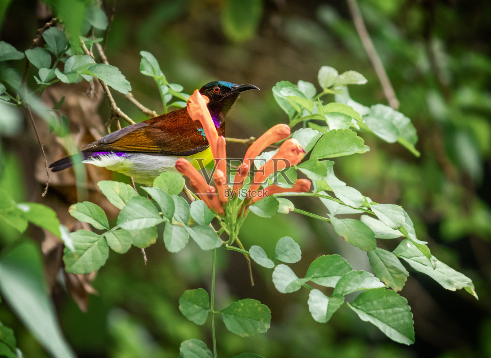 紫臀太阳鸟正从它弯曲的长喙上吮吸着盛开的桔黄色花蕾中的花蜜。照片摄影图片