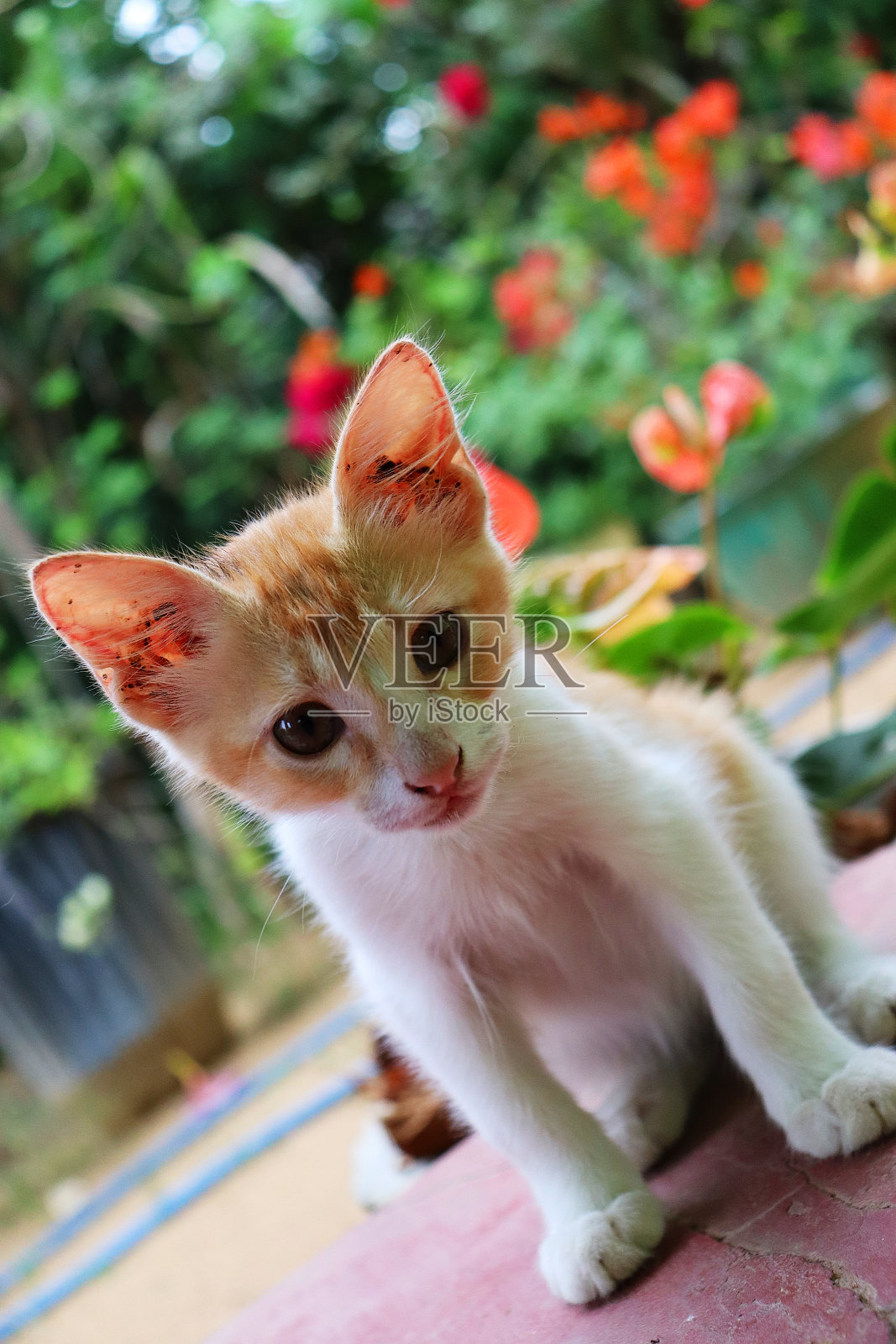 猫在玩的时候直接看着我照片摄影图片