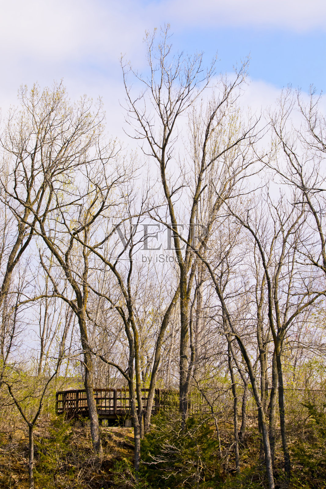 在公园景观的树木之间的一座桥照片摄影图片