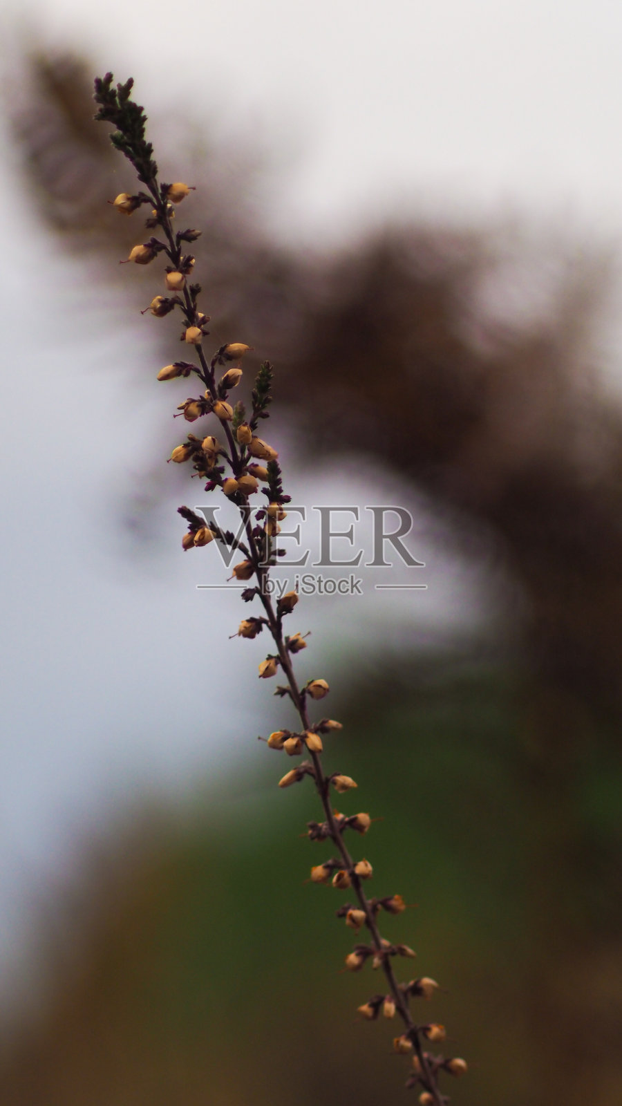 野生heather茎照片摄影图片