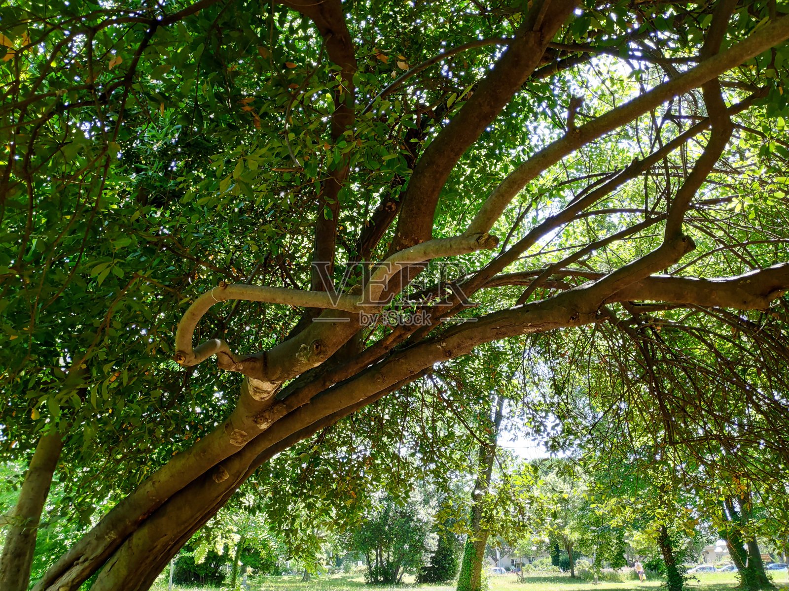 在树荫下照片摄影图片