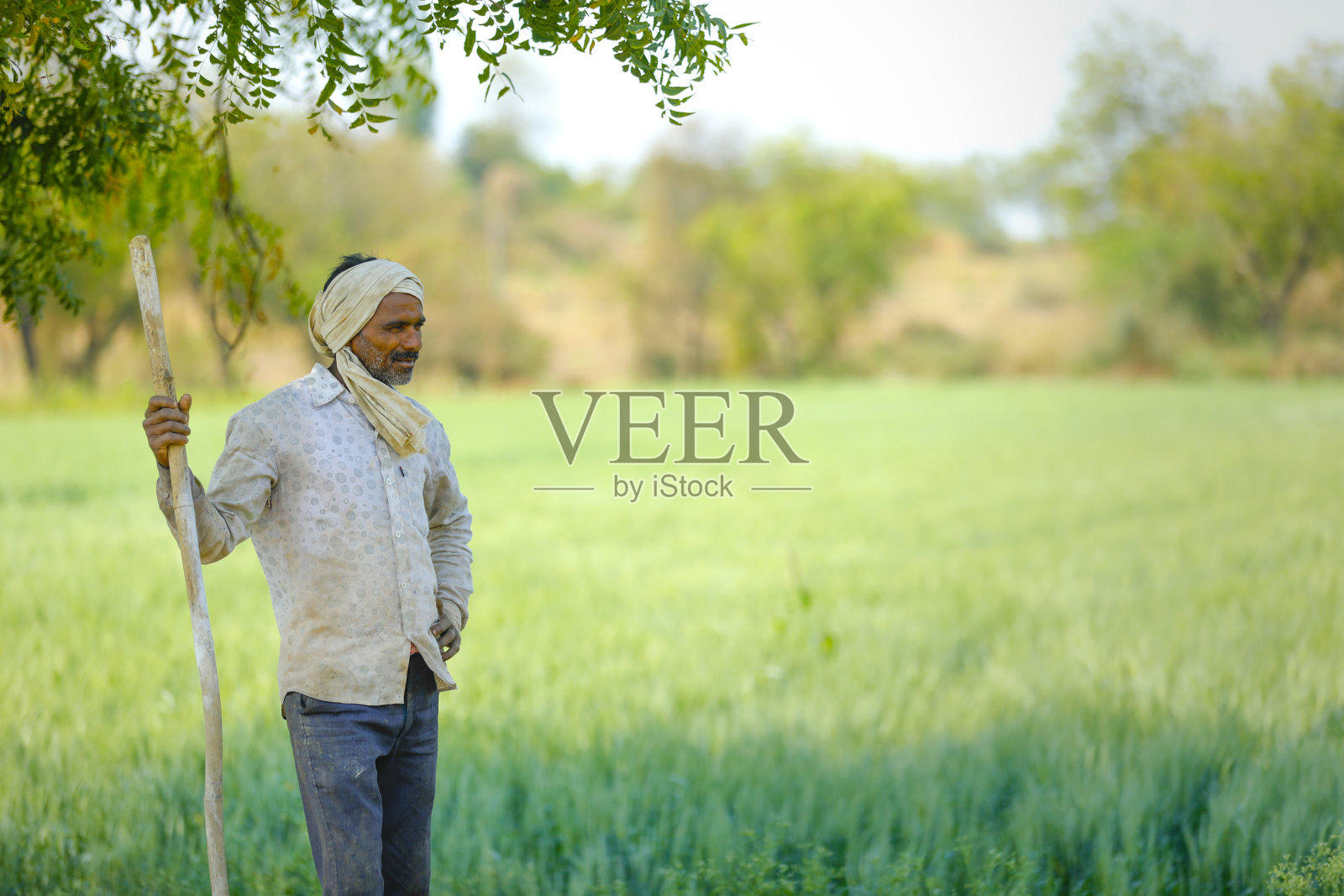 年轻的印度农民站在麦田里照片摄影图片