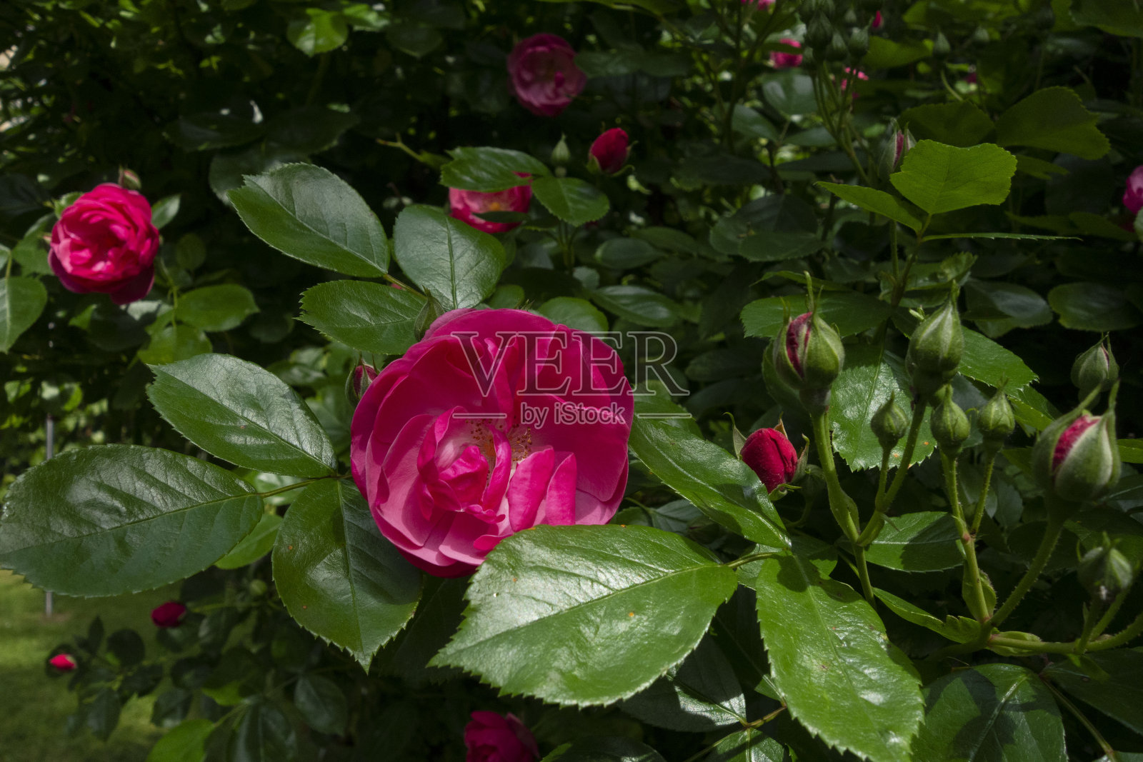 没有刺的玫瑰开花植物照片摄影图片