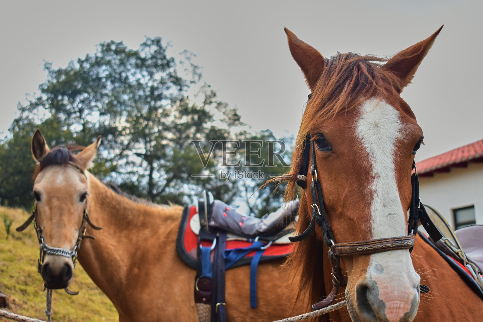 马照片摄影图片