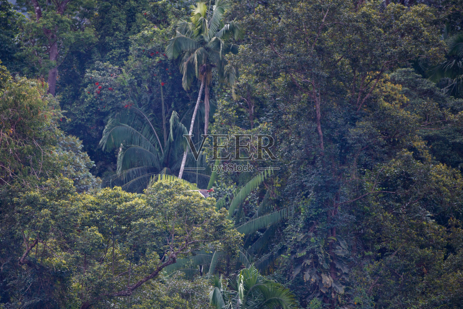 犀鸟:成年雄性带盔犀鸟(守夜犀)照片摄影图片
