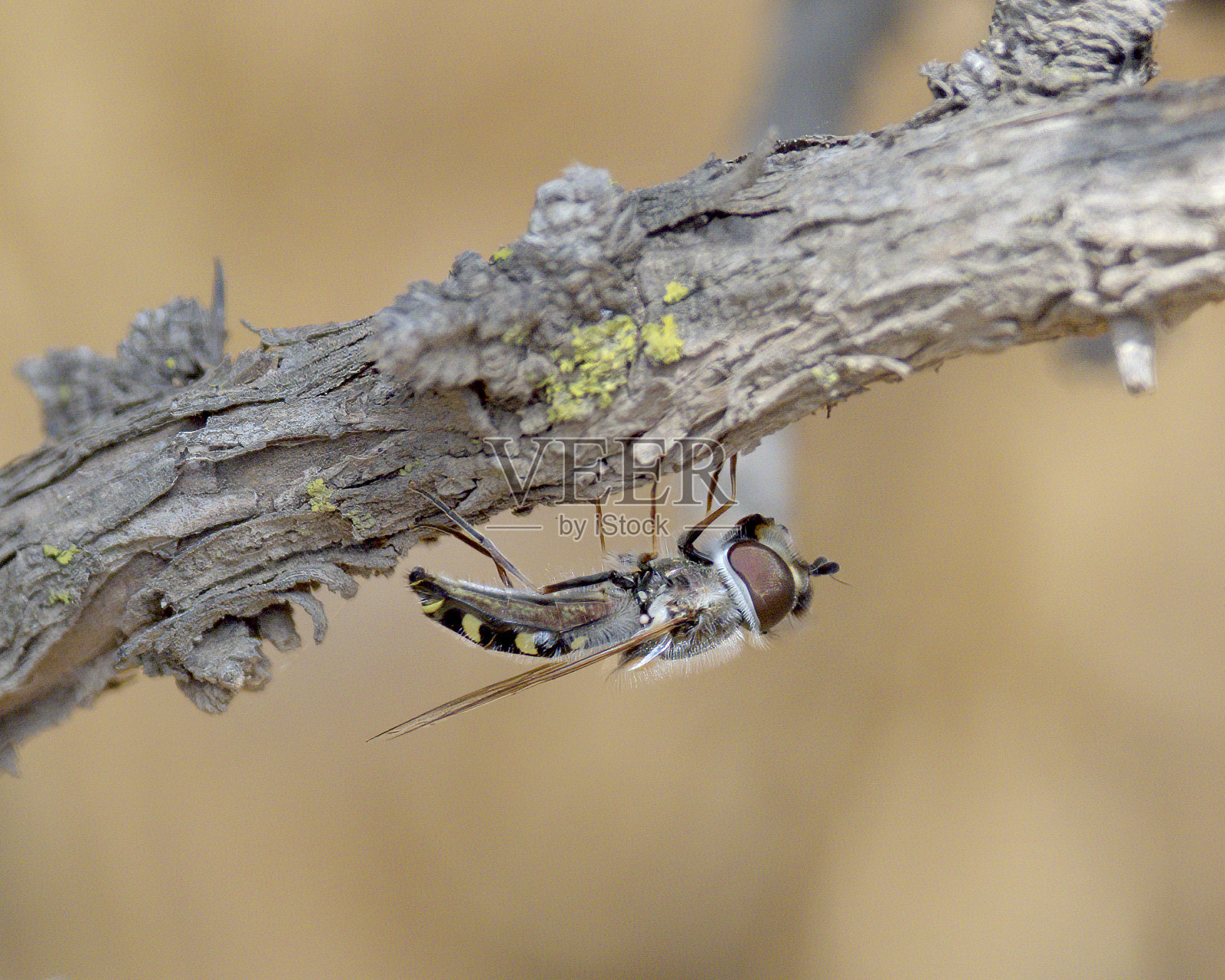 栖息在智利中部的一只食蚜蝇照片摄影图片
