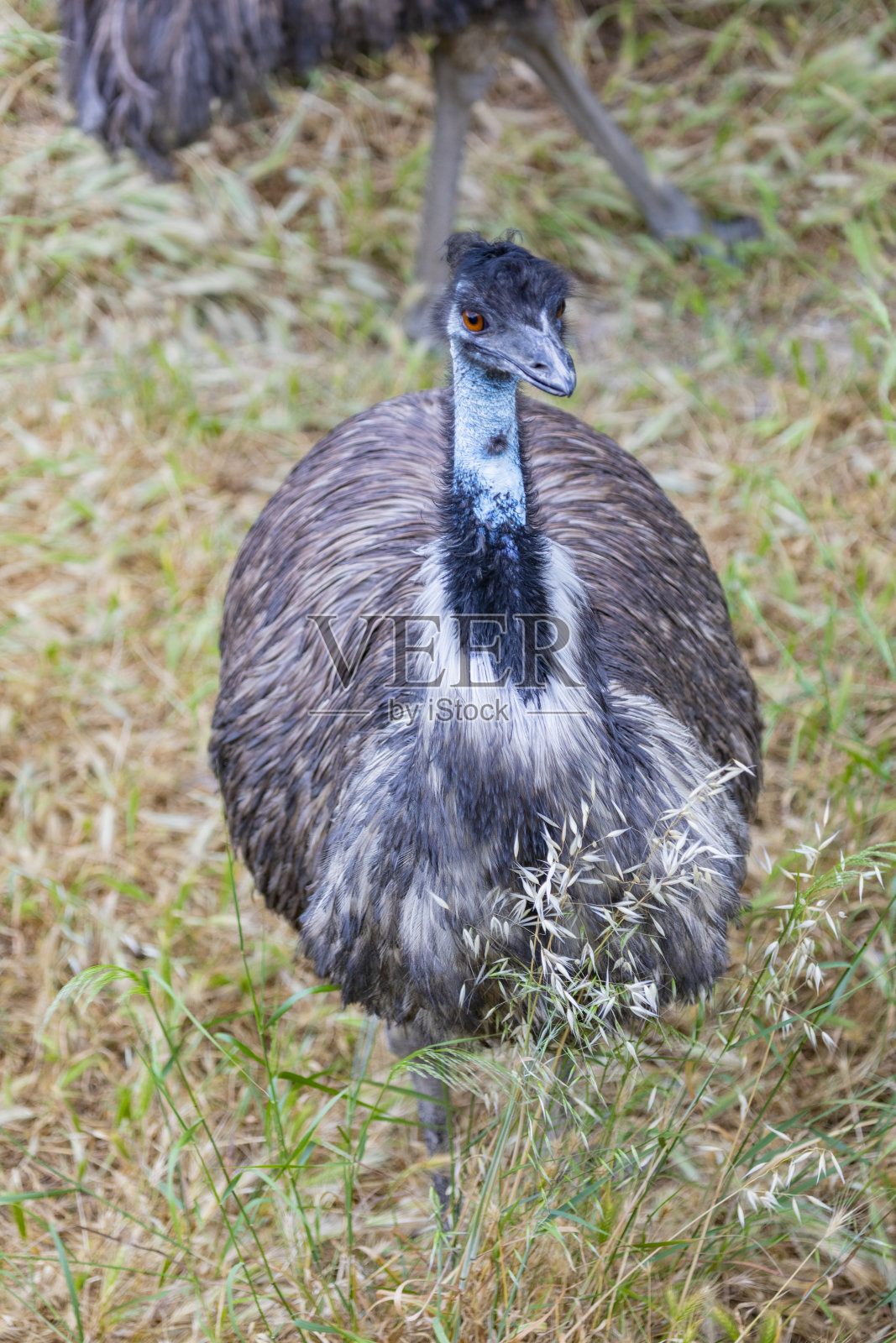 Dromaius novaehollandiae肖像照片摄影图片