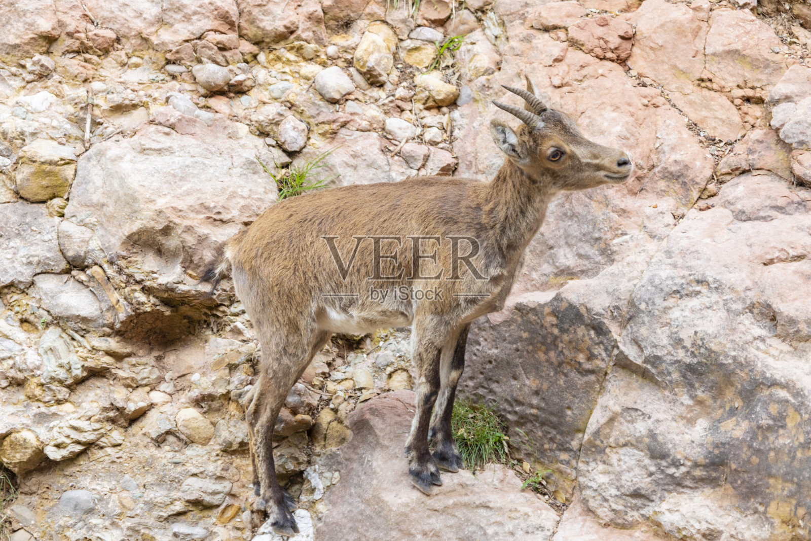 卡普拉皮雷奈卡西班牙，圣耶罗尼运河 - 蒙特塞拉特照片摄影图片