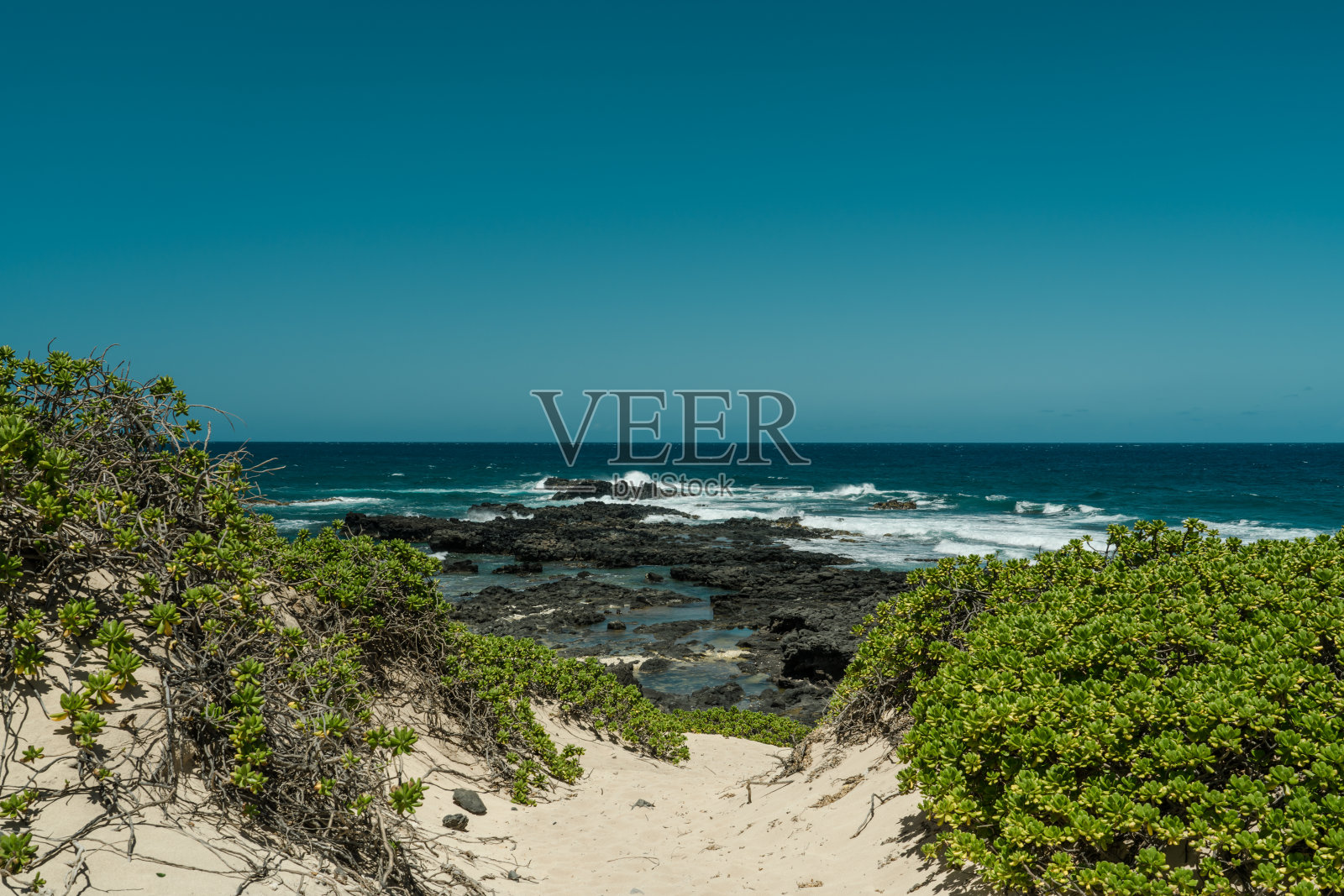 海白菜，夏威夷瓦胡岛卡埃纳角州立公园照片摄影图片