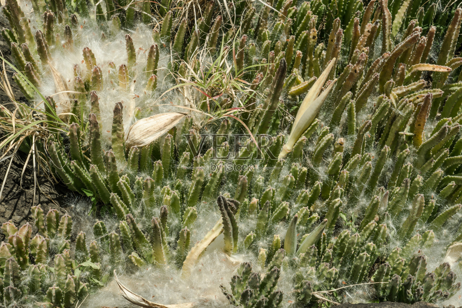 Stapelia gigantea，大花犀角，夏威夷瓦胡岛卡埃纳角小径照片摄影图片