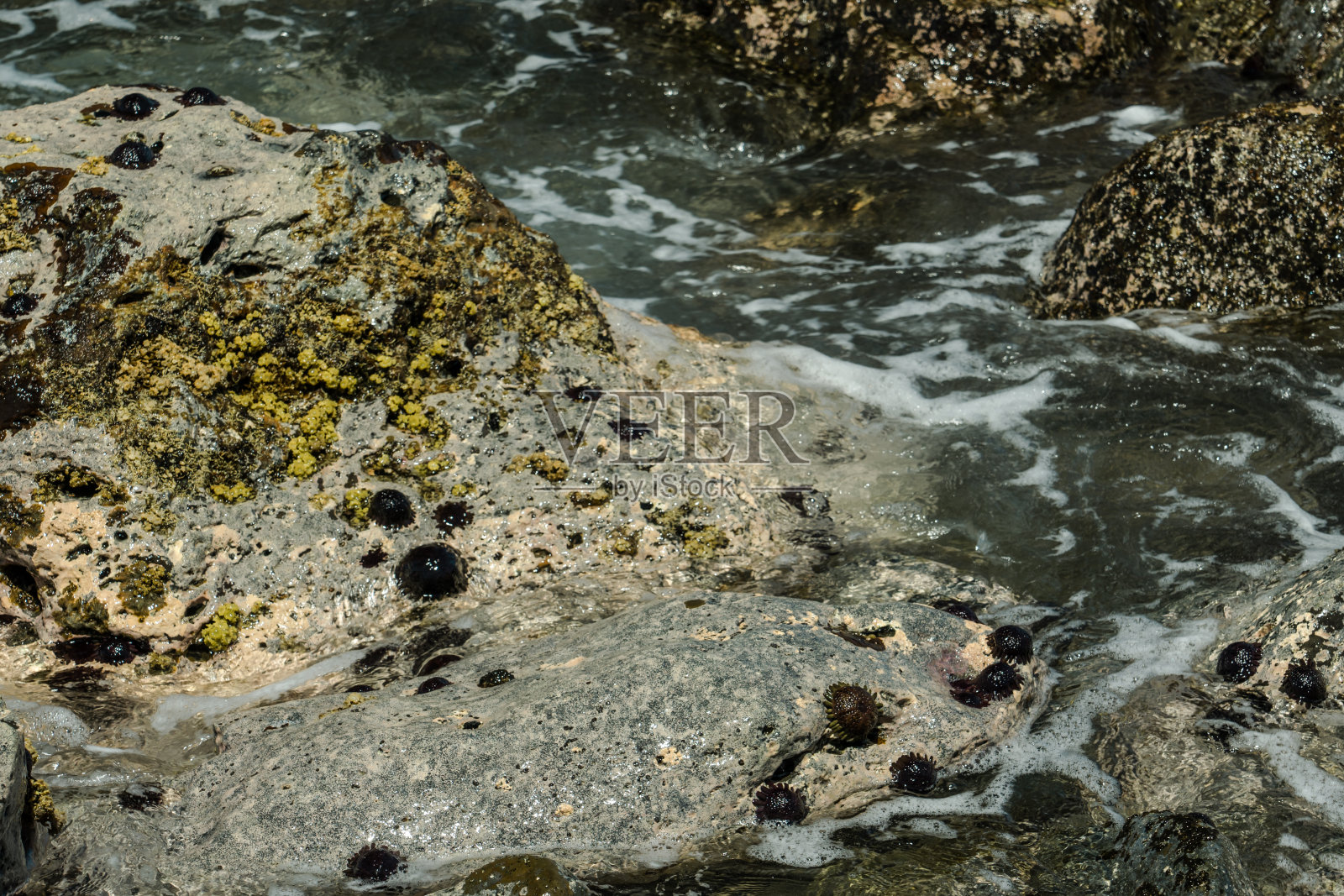 美丽 Turbinaria 藻类，卡埃纳角州立公园，瓦胡岛，夏威夷照片摄影图片