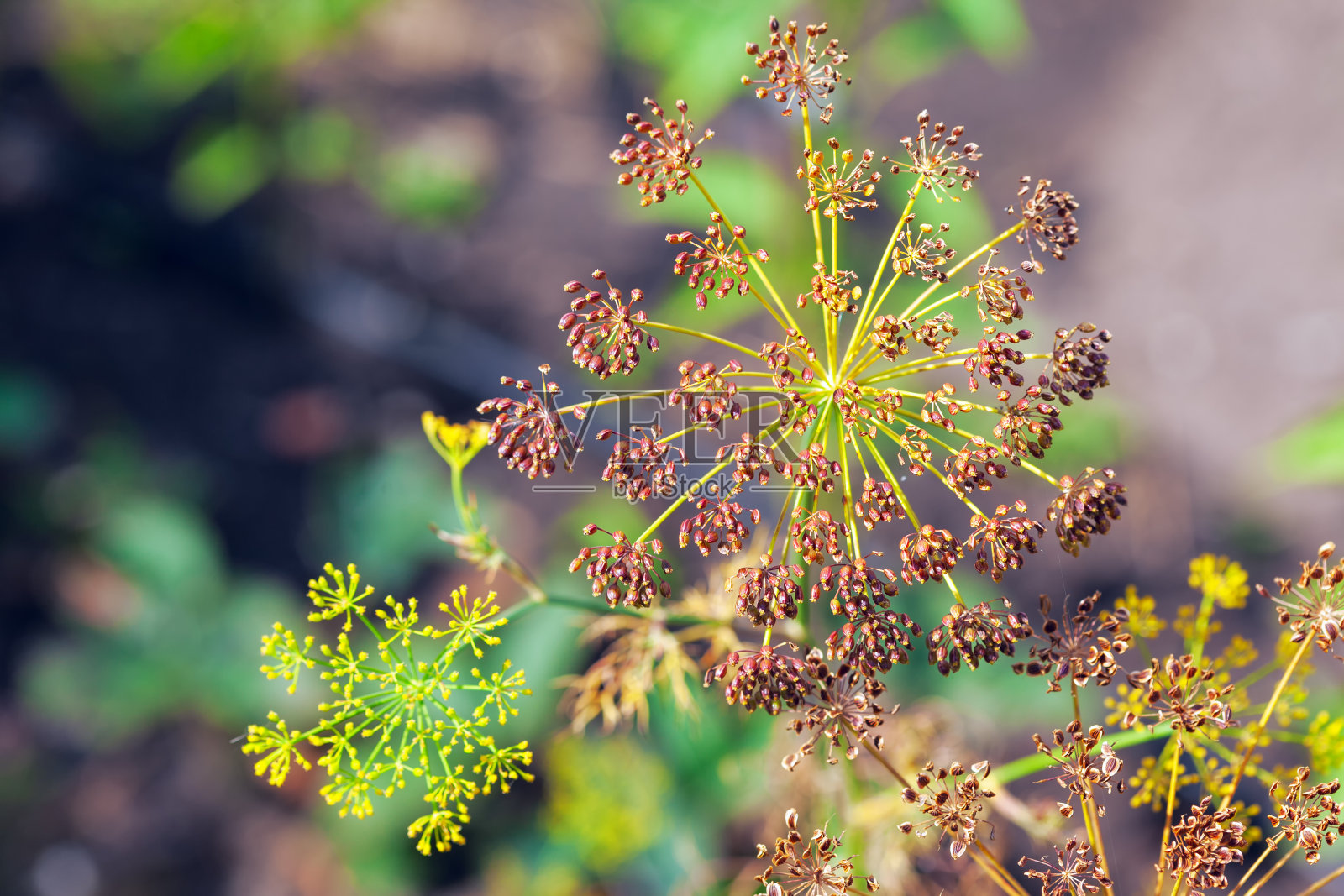 在花园里生长的小茴香照片摄影图片