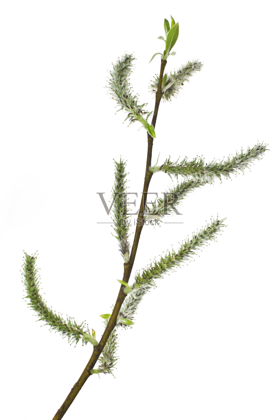 柳树开花了照片摄影图片