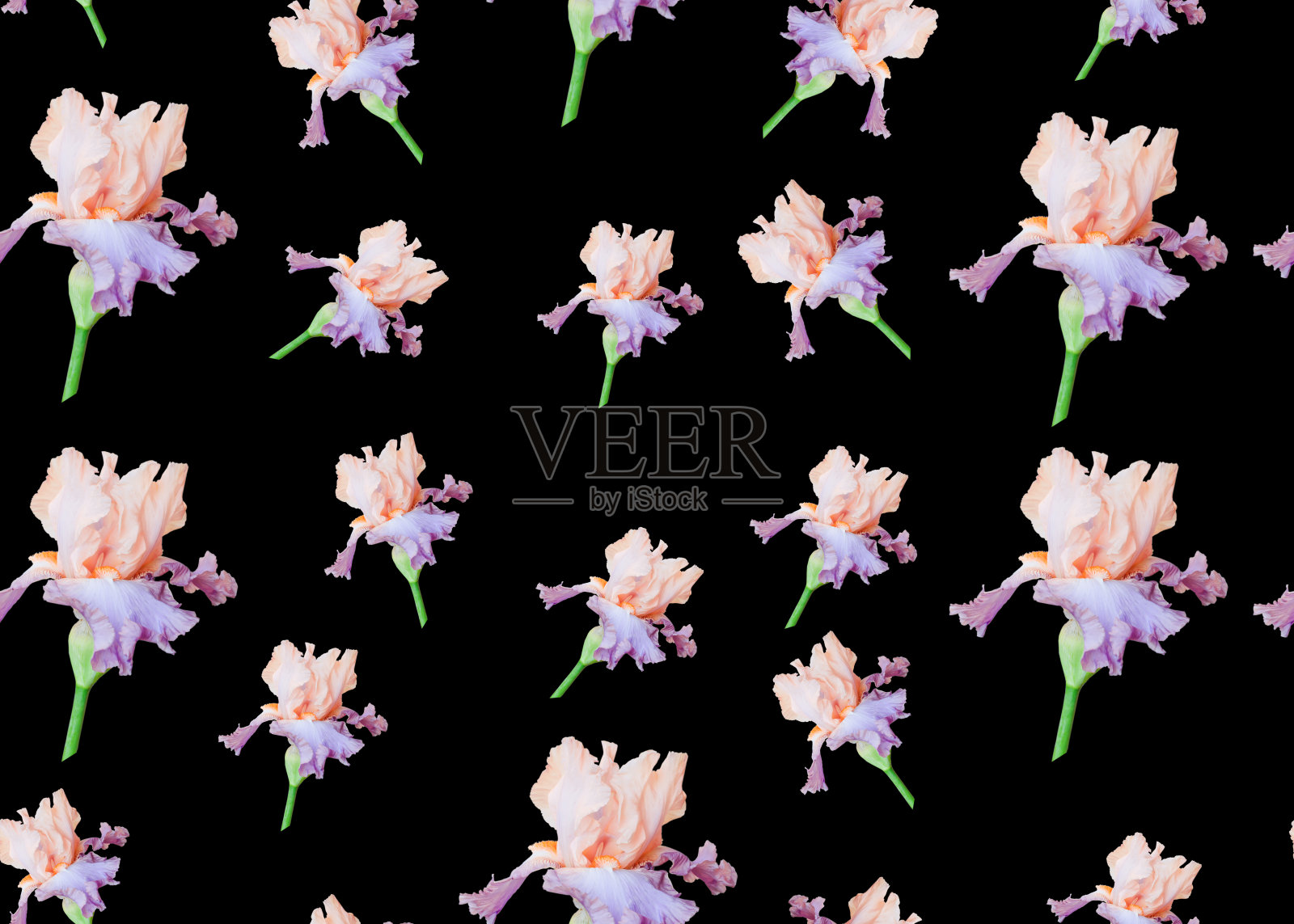 图案与紫色鸢尾花照片摄影图片