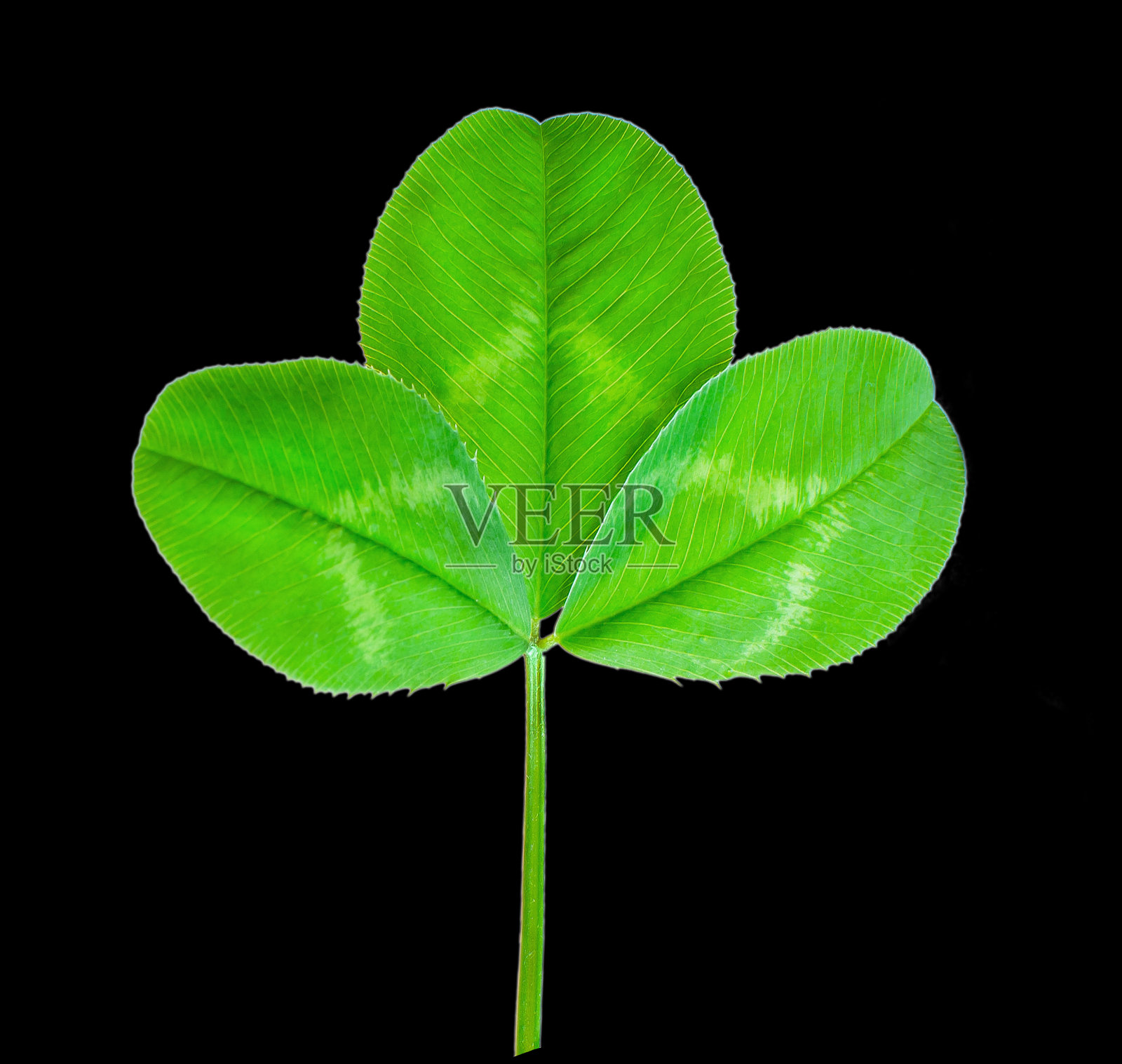 在黑色背景上的三叶草照片摄影图片