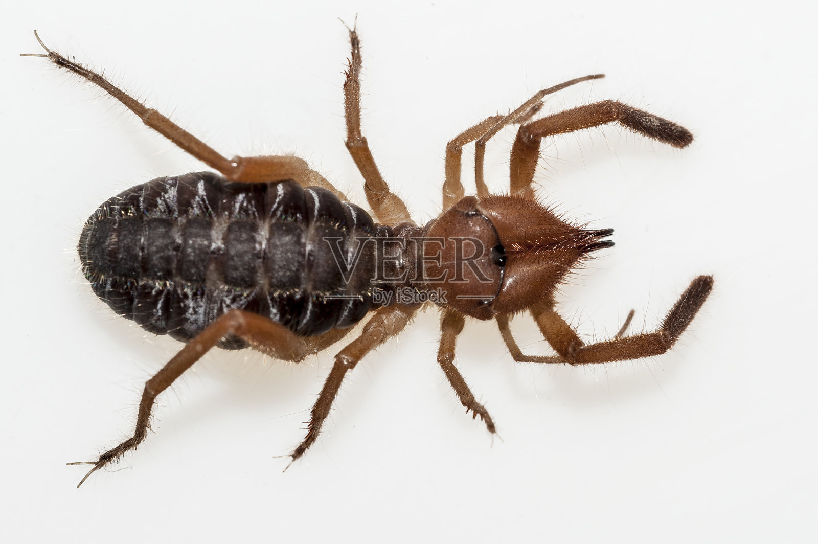 白底蜘蛛照片摄影图片