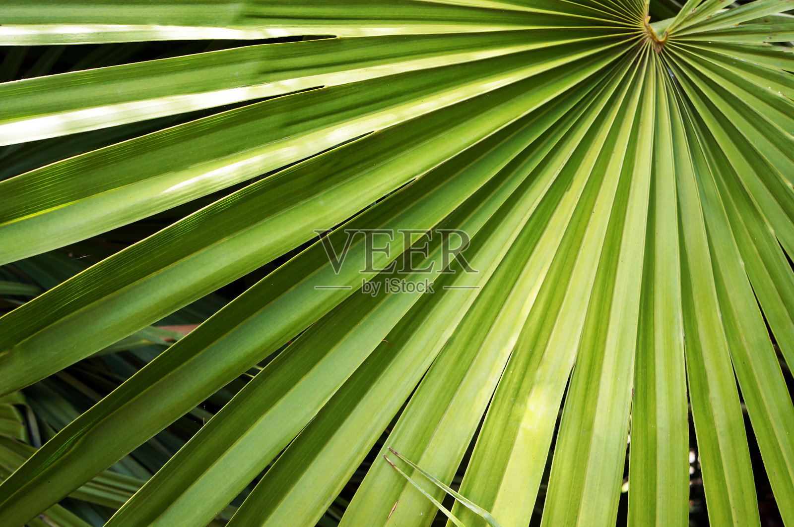 扇棕榈的绿色大叶子。照片摄影图片