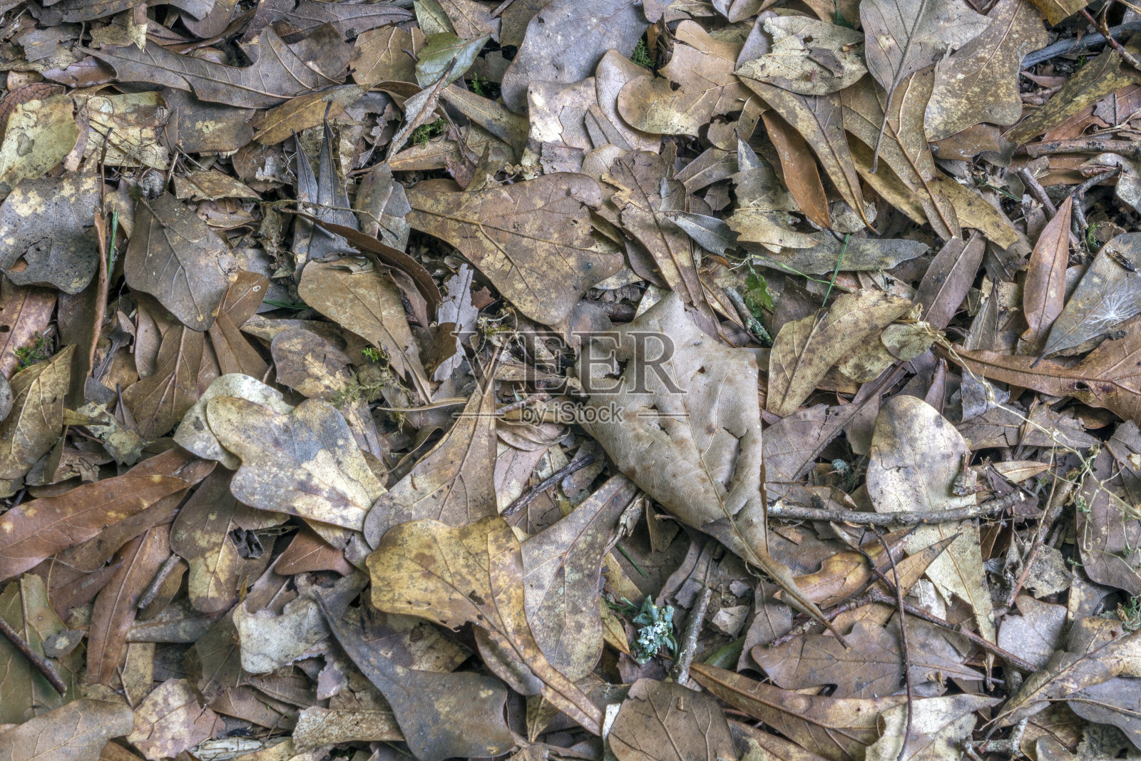 各种花园小径的背景照片摄影图片