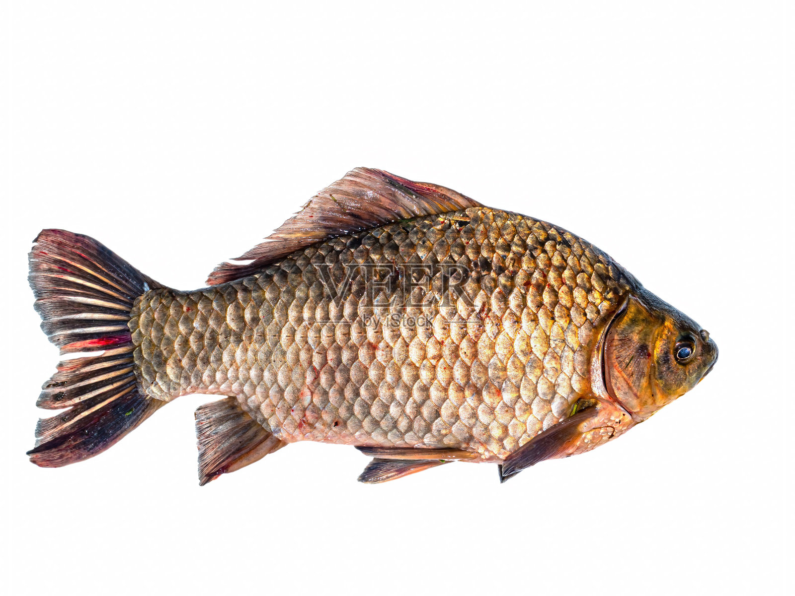 白底淡水鱼鲫鱼。照片摄影图片