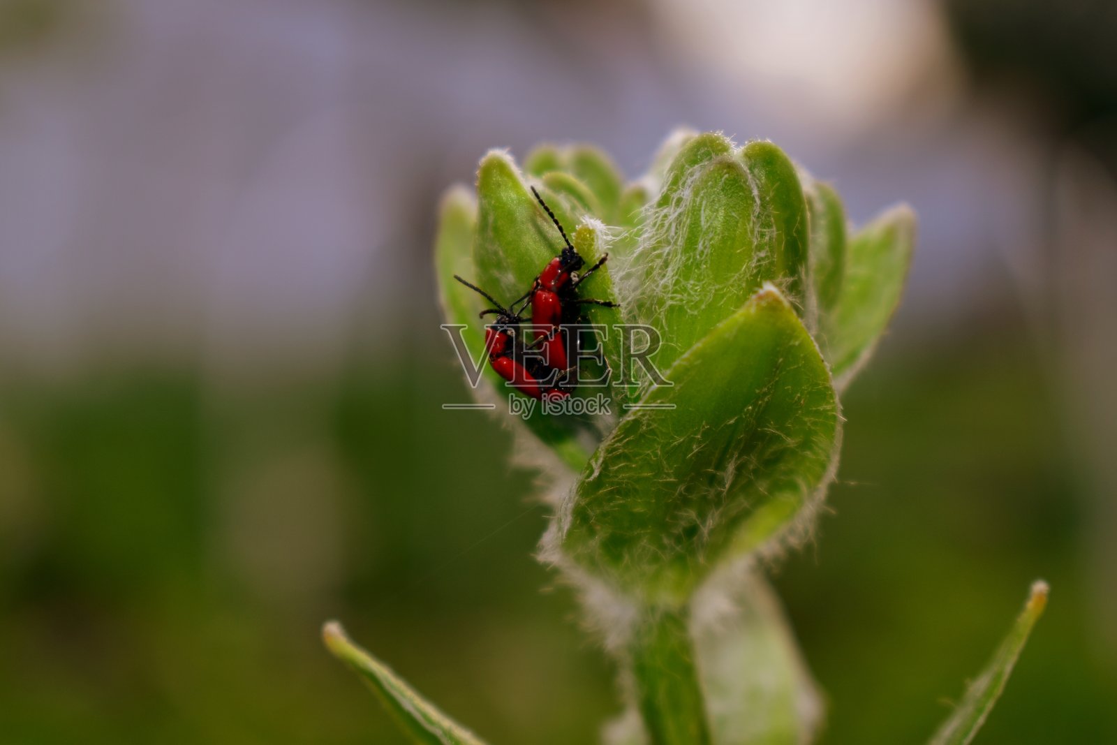 红甲虫在花蕾上的交配照片摄影图片