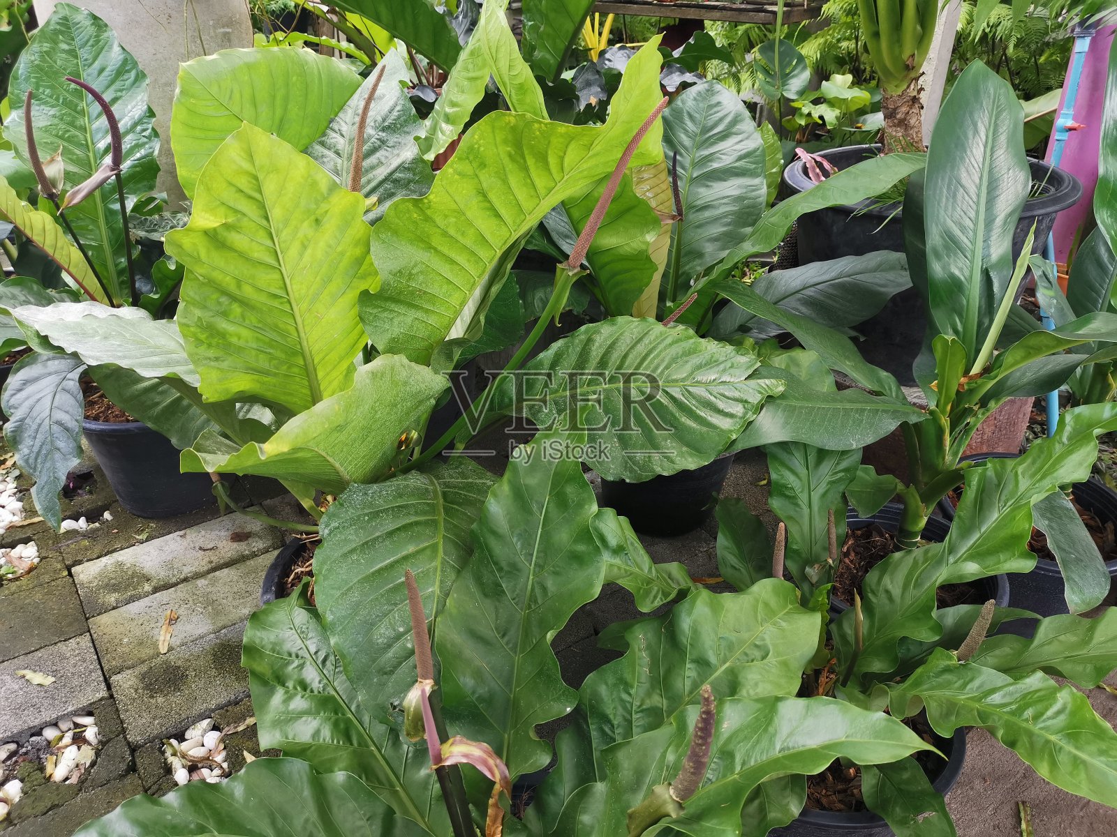 树种以热带花园为家园。照片摄影图片