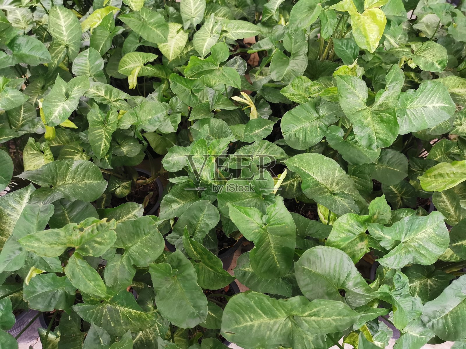 用于园林设计的小树在市场花园出售。照片摄影图片